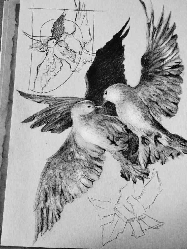 pencil study of doves